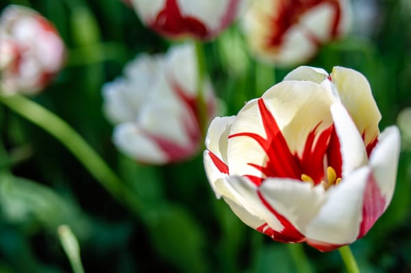 Tulip